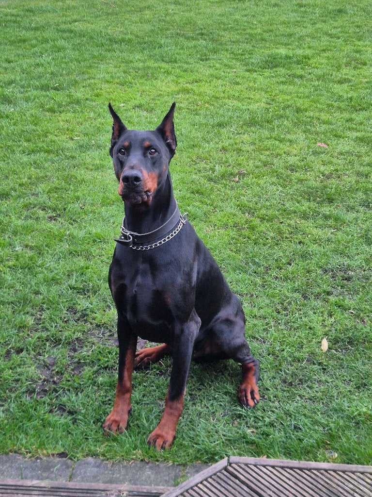Doberman, Dieren en Toebehoren, Particulier, Buitenland, Eén hond, CDV (hondenziekte)