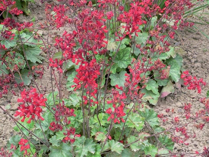 Heuchera leuchtkafer sanguinea in P9, Tuin en Terras, Volle zon, Vaste plant, Zomer, Ophalen