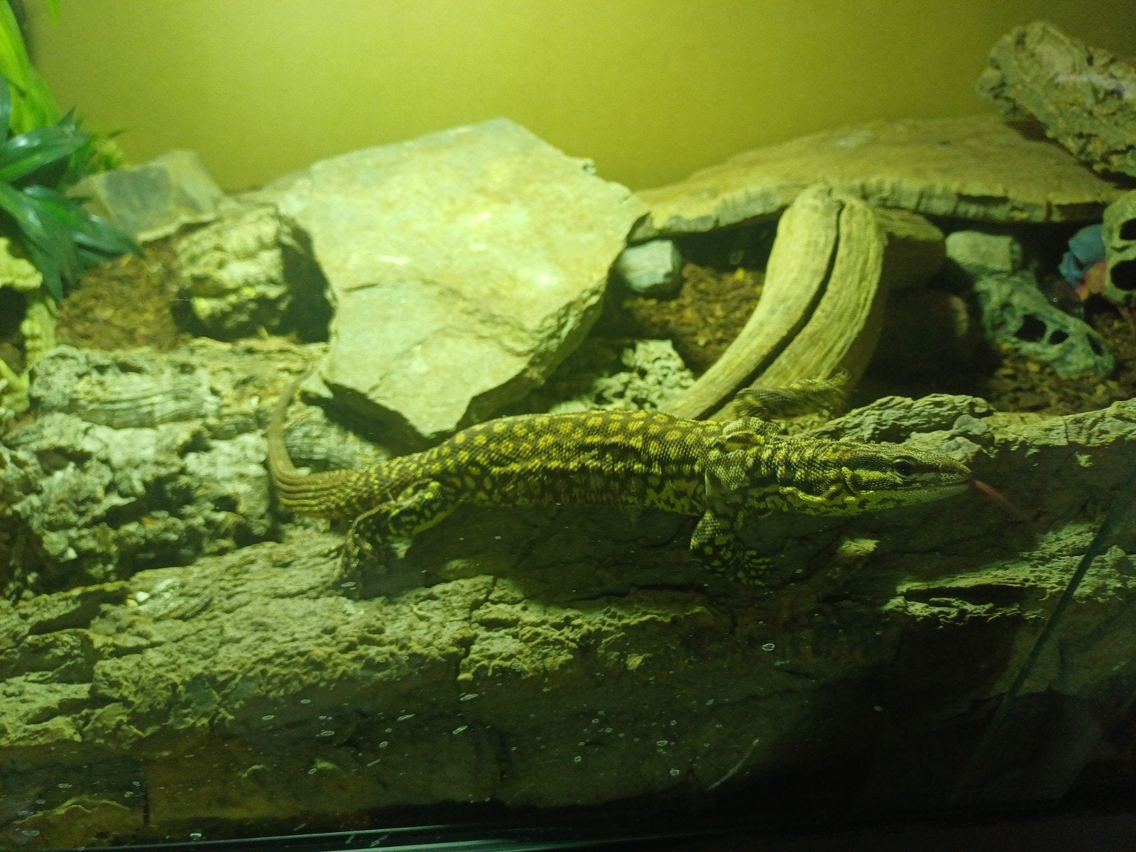 Varanus acanthurus Monitor Lizard photo 3