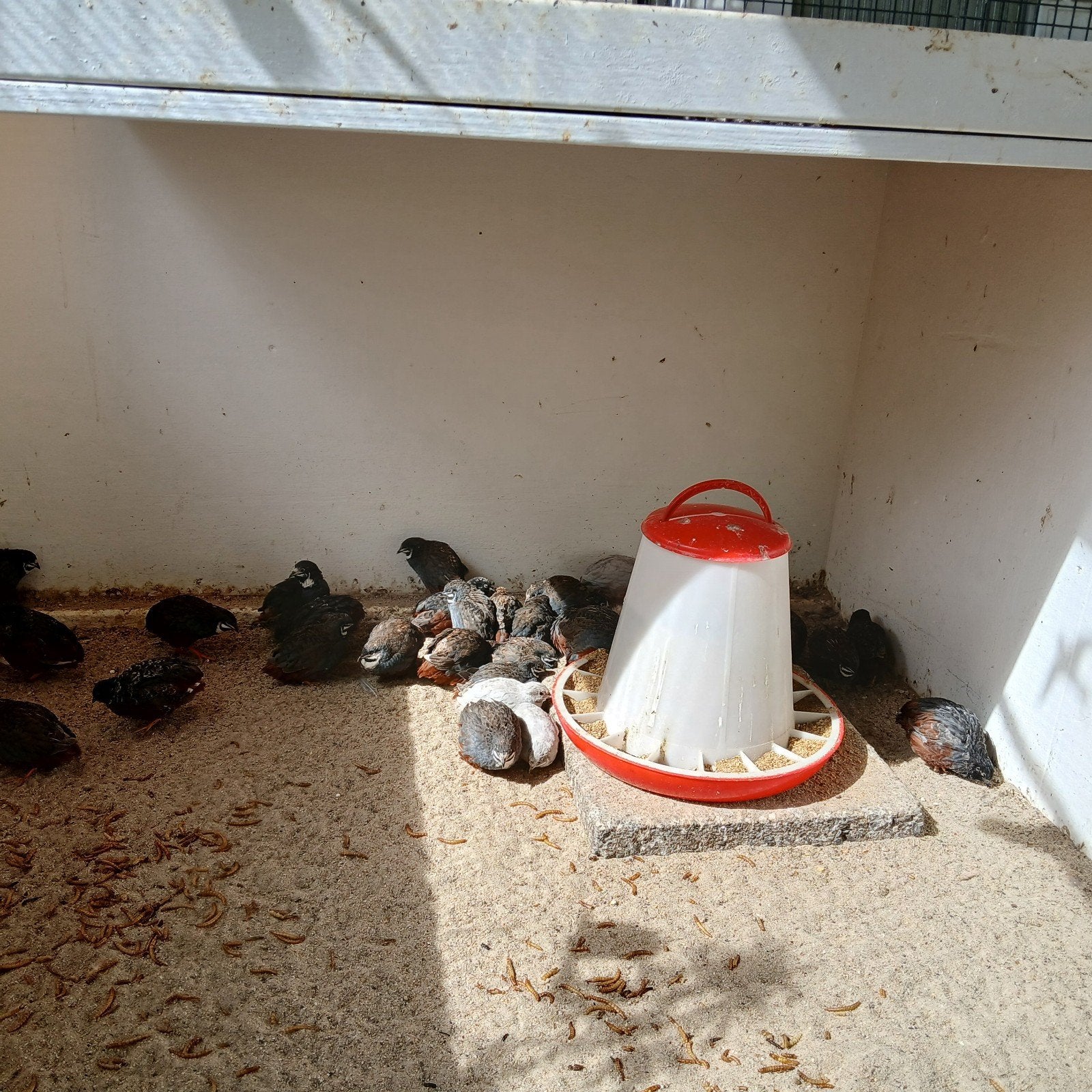 chinese dwergkwartels, Dieren en Toebehoren, Meerdere dieren, Overige soorten