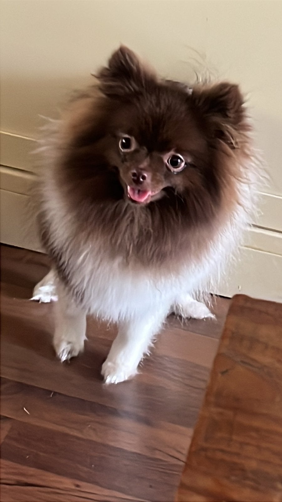 Pomeriaan teefje, Parvo, 15 weken tot 1 jaar, Teef, Poolhond
