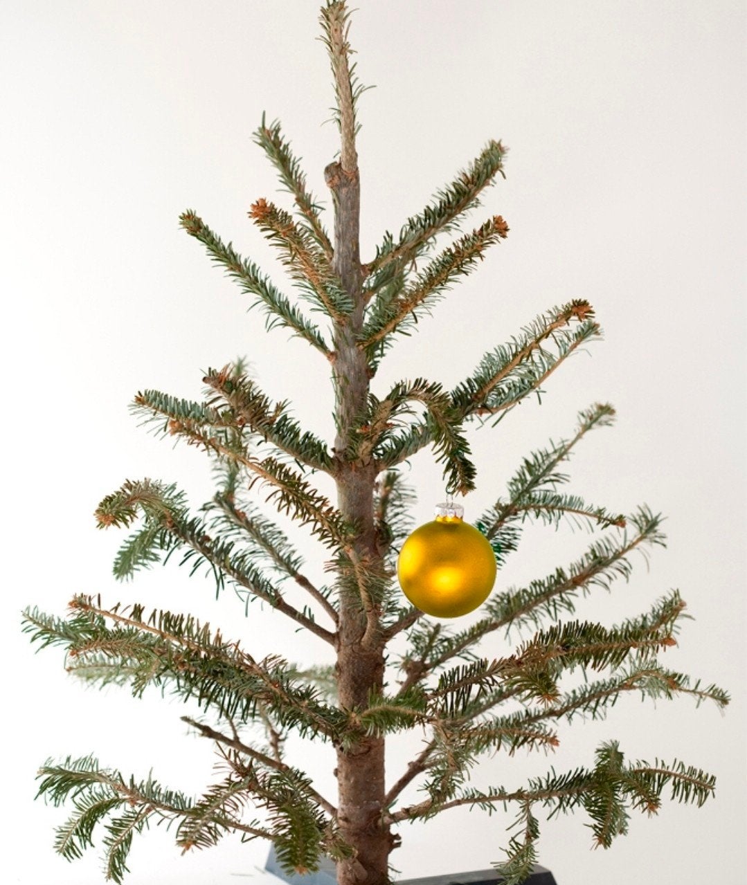 gratis afgekeurde kerstbomen, Diversen, Ophalen, Gebruikt