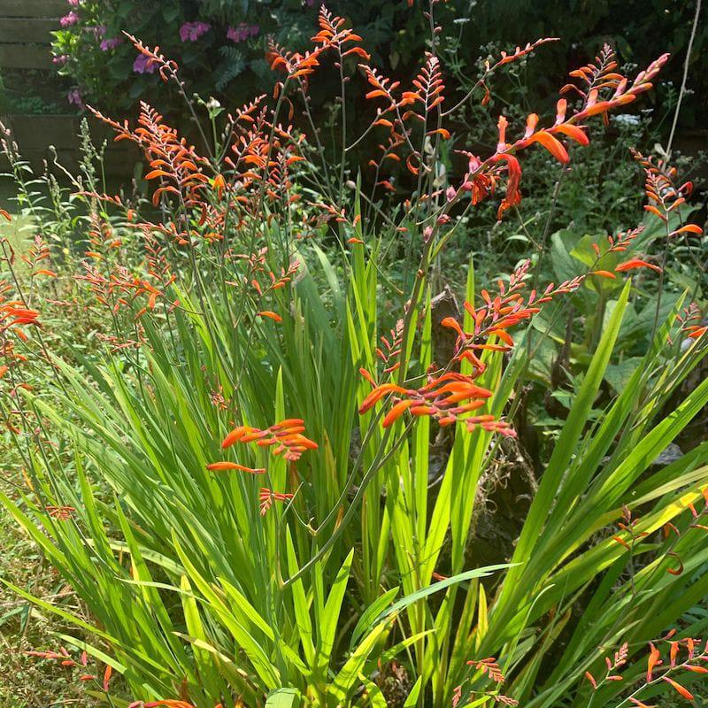 Tuinplant: crocosmia bollen, Tuin en Terras, Bloembollen en Zaden, Ophalen of Verzenden, Halfschaduw