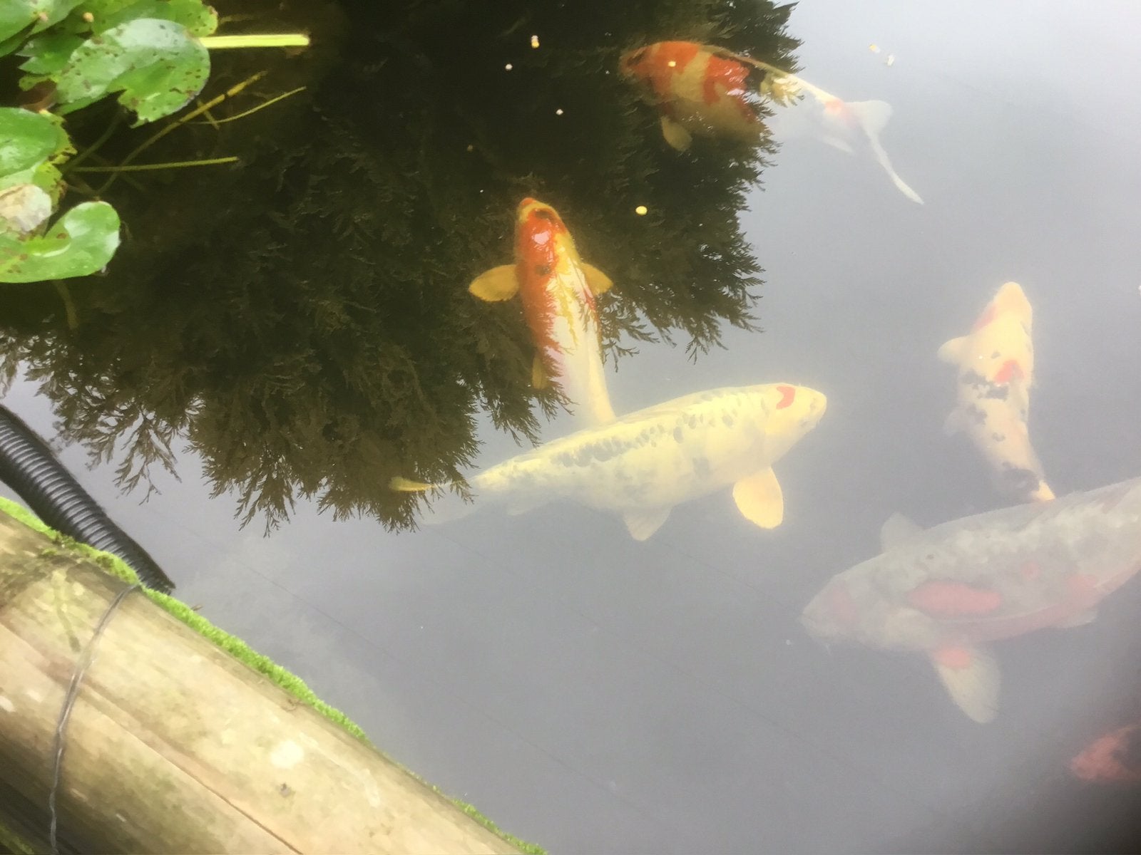 Deze mooie koi karper 60 cm maag mijn vijver verlaten, Karper of Koi