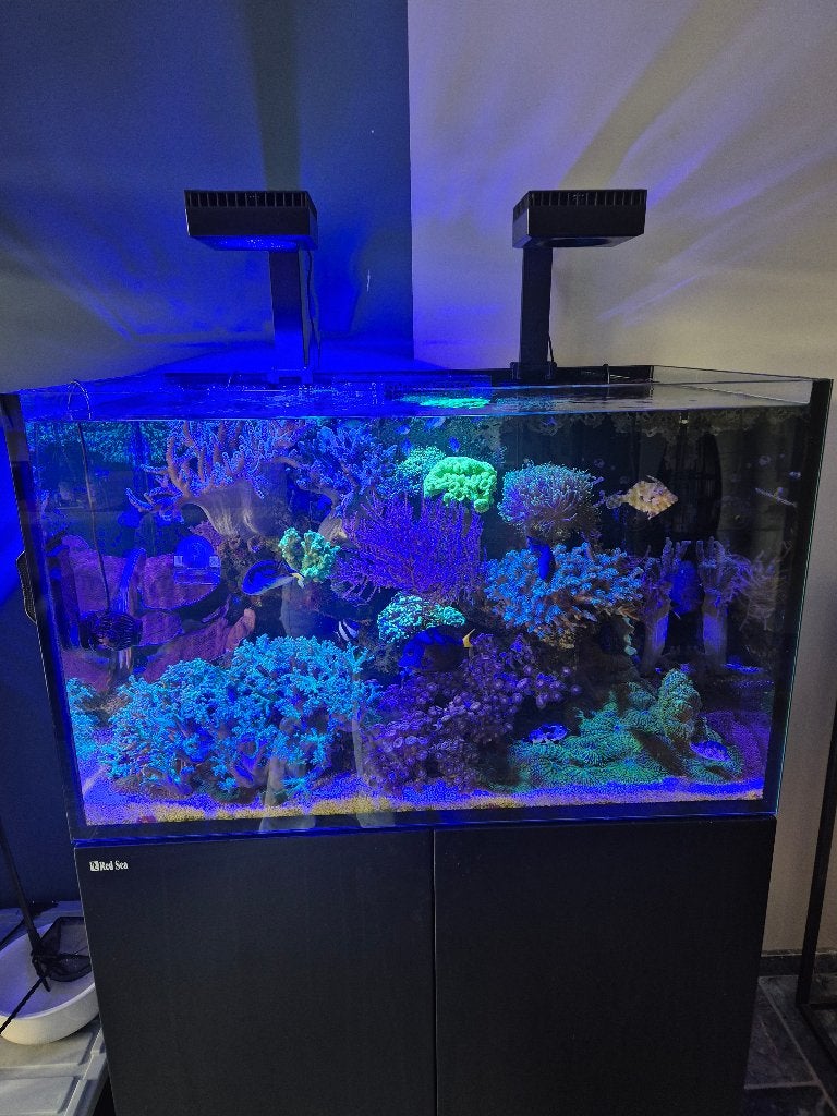 Aquarium en bijbehoren, Ophalen, Red Sea, Gevuld zeewateraquarium, Gebruikt