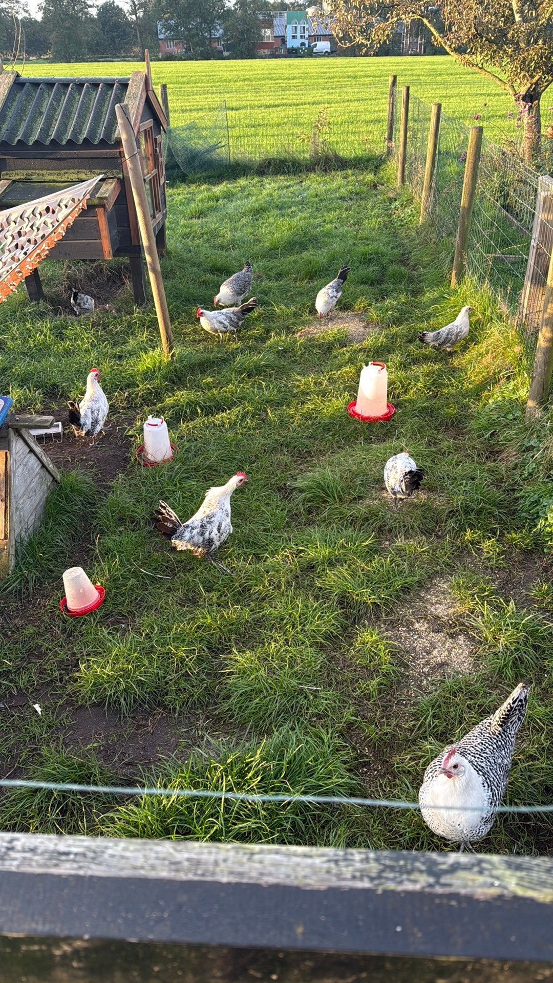 Hanen, zilverpel, gratis af te halen!, Mannelijk, Kip