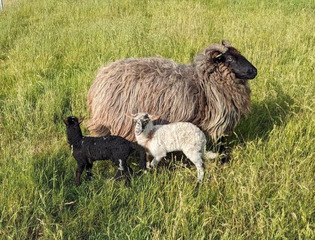 Drents heideschaap ooi 5 jaar zwart stamboek, Dieren en Toebehoren, Schapen, Geiten en Varkens, Vrouwelijk, Schaap, 3 tot 5 jaar