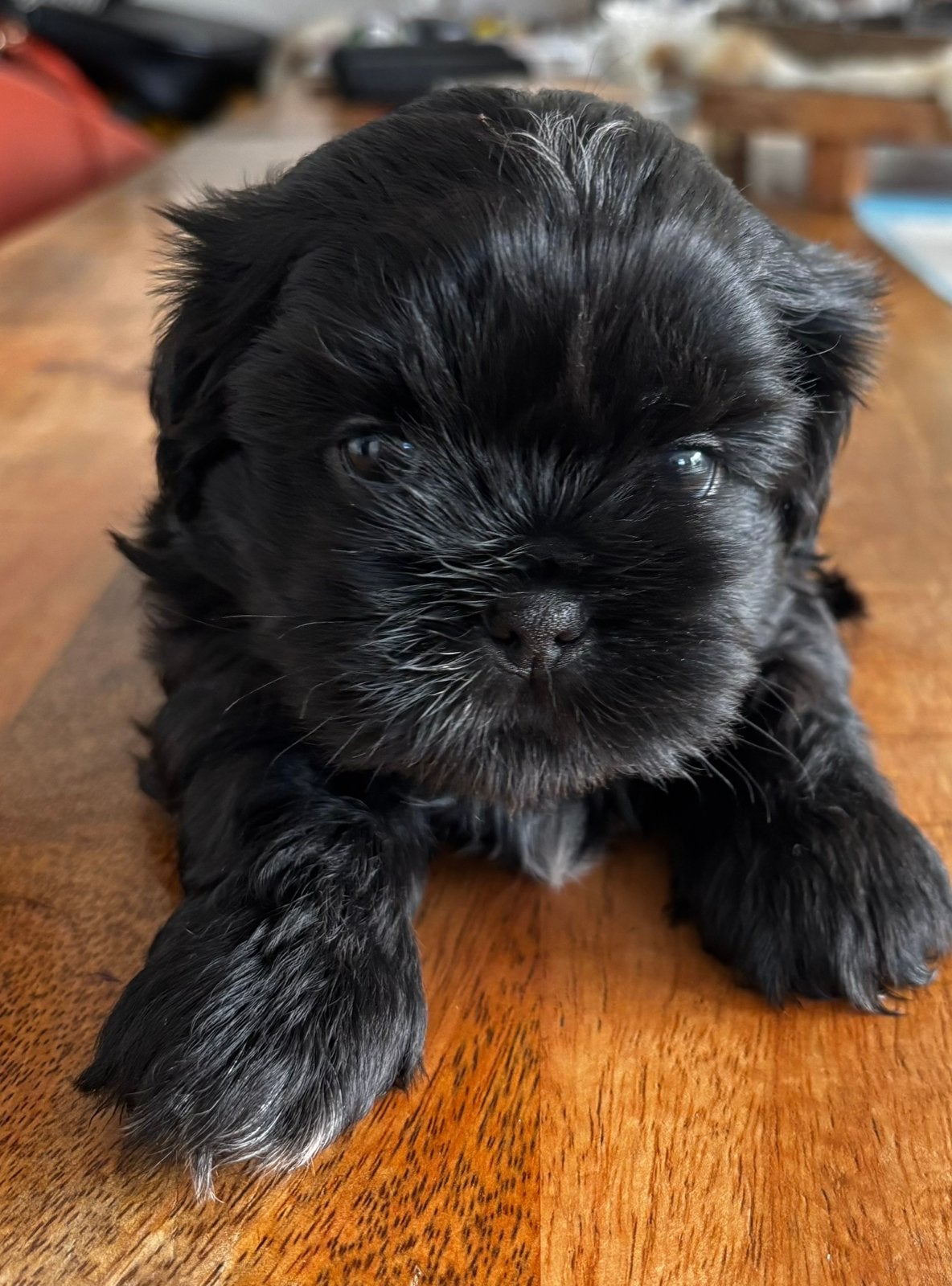 Shih tzu pup (reutje) voorlopig gereserveerd, Dieren en Toebehoren, Parvo, 8 tot 15 weken, Meerdere, Nederland