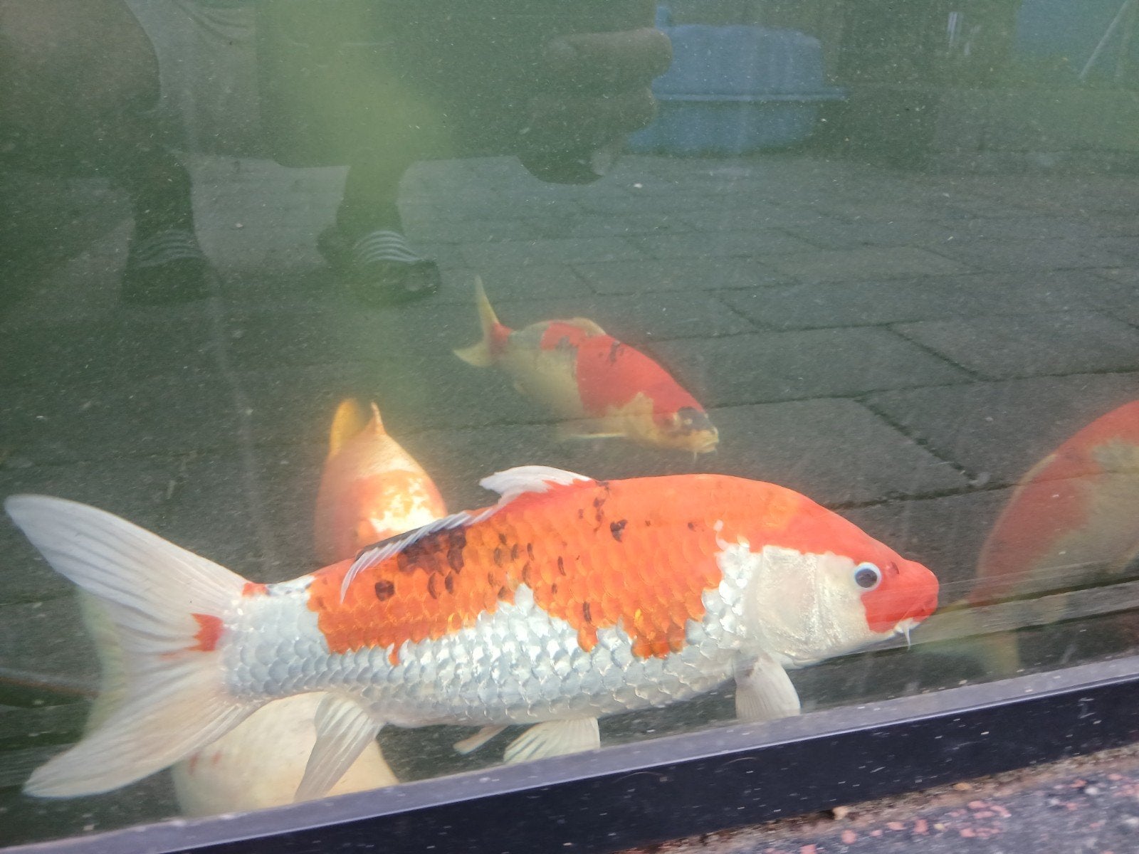 Japanse koi Kujaku kweker Ikarashi Ozumi 40 cm, Dieren en Toebehoren, Vissen | Vijvervissen, Karper of Koi