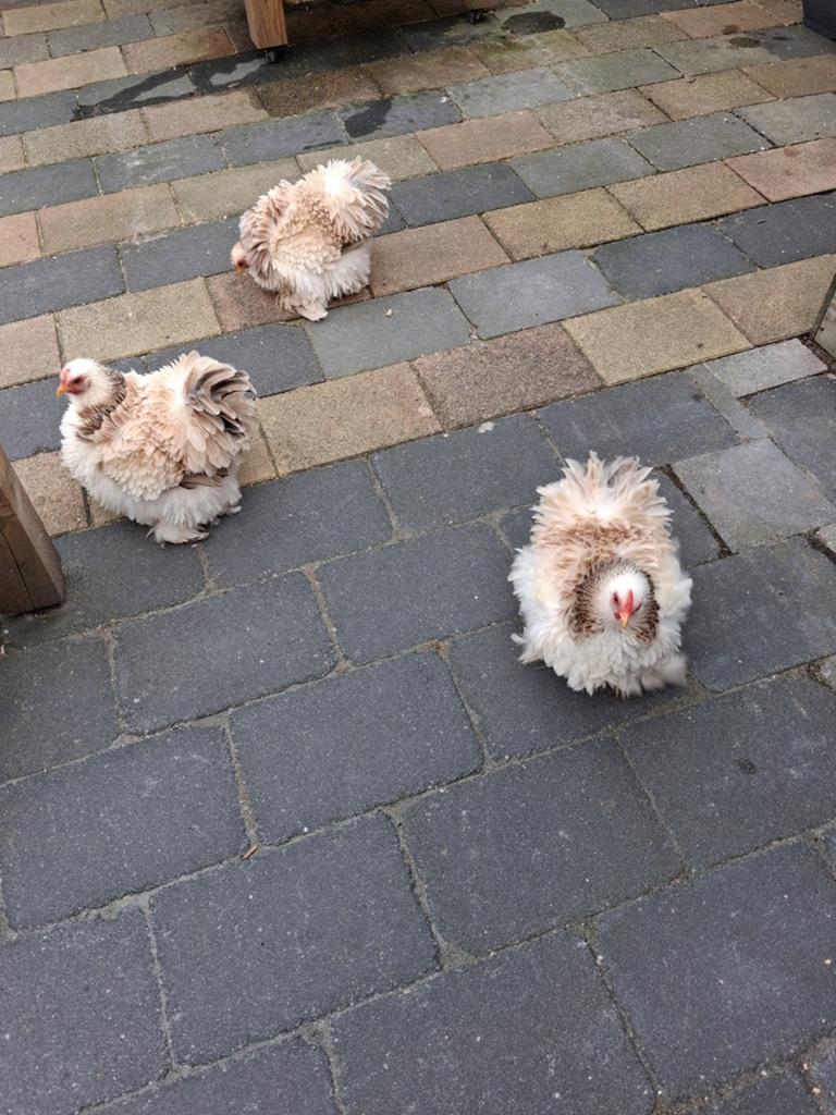 Krielkippen, Dieren en Toebehoren, Pluimvee, Vrouwelijk, Kip