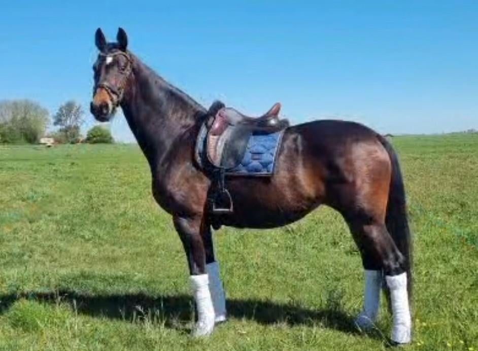 Dressuurmerrie Uphill x Farrington, Ruin, Dressuurpaard