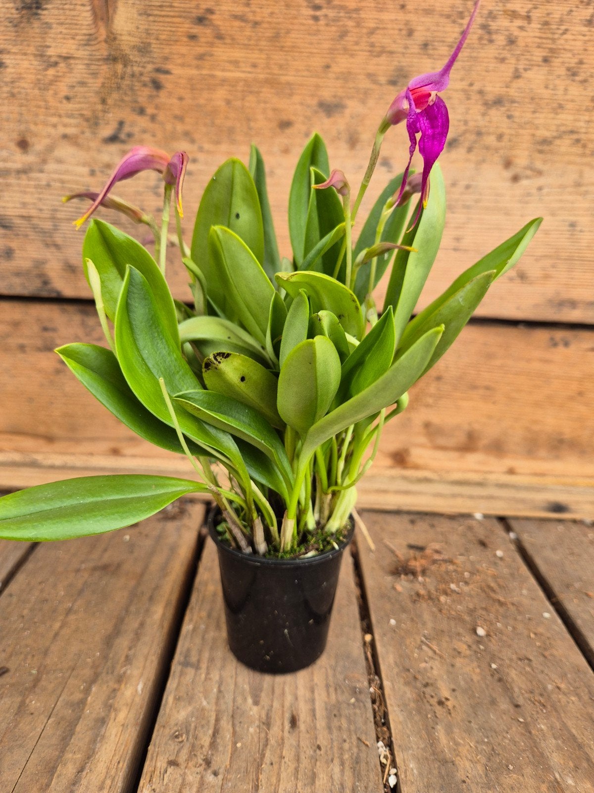 Orchidee Masdevallia p6 (2), Ophalen of Verzenden, Halfschaduw, Minder dan 100 cm