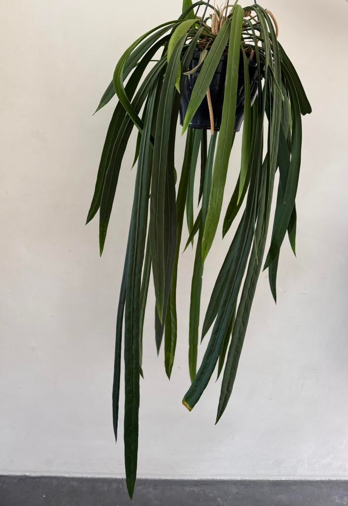 Anthurium Vittarifolium, Ophalen, 100 tot 150 cm, Overige soorten, Halfschaduw