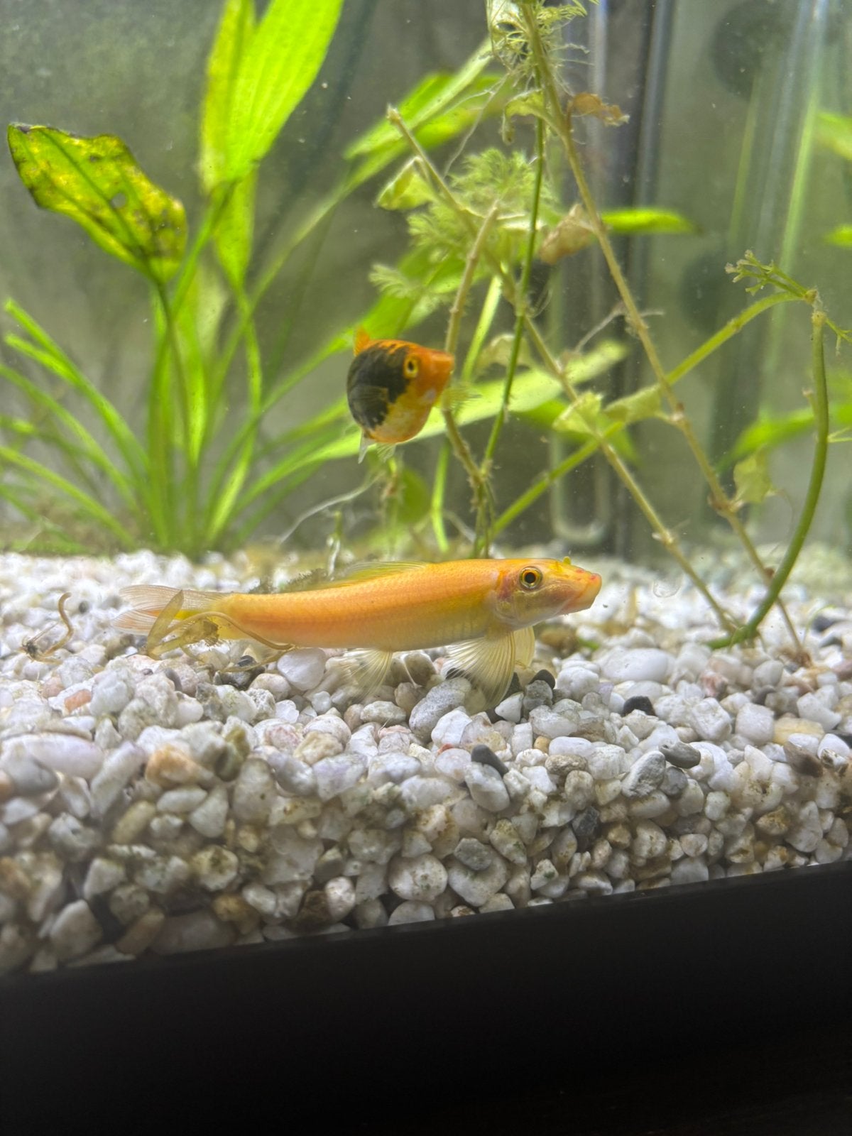 Chinese algeneter, Dieren en Toebehoren, Vis