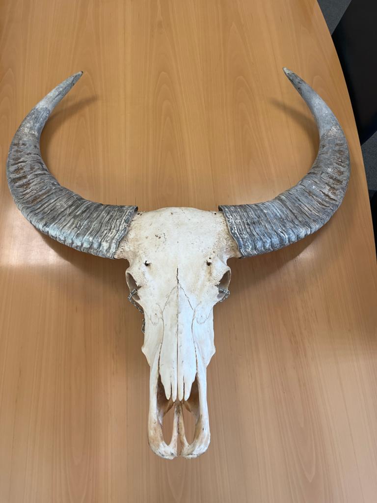 Indrukwekkende buffelschedel met hoorns 90x100cm, Verzamelen, Dierenverzamelingen, Ophalen, Zo goed als nieuw, Boerderijdier, Schedel