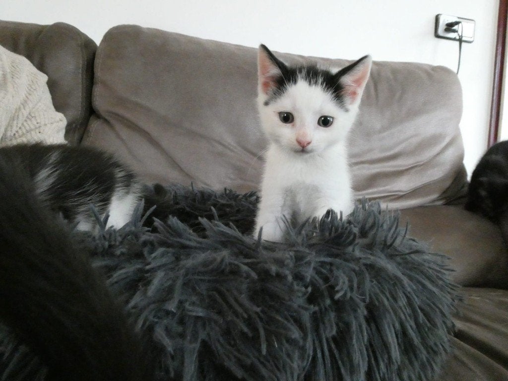 Lieve,speelse boerderijkittens ( nog 2 beschikbaar), Meerdere dieren, Kortharig, 0 tot 2 jaar