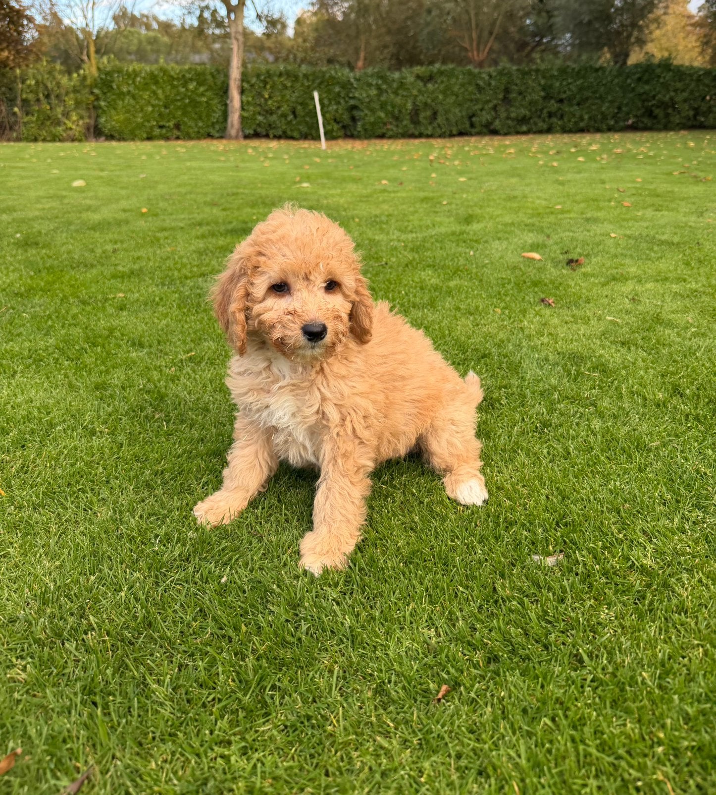 Dwergpoedel x Labradoodle pups (reutjes), Dieren en Toebehoren, Poedel, Nederland, Reu, CDV (hondenziekte)