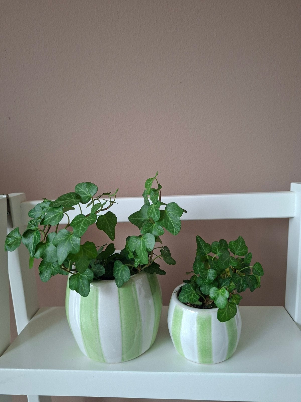 Twee Hedera planten in gestreepte potten, Ophalen, Halfschaduw, Minder dan 100 cm