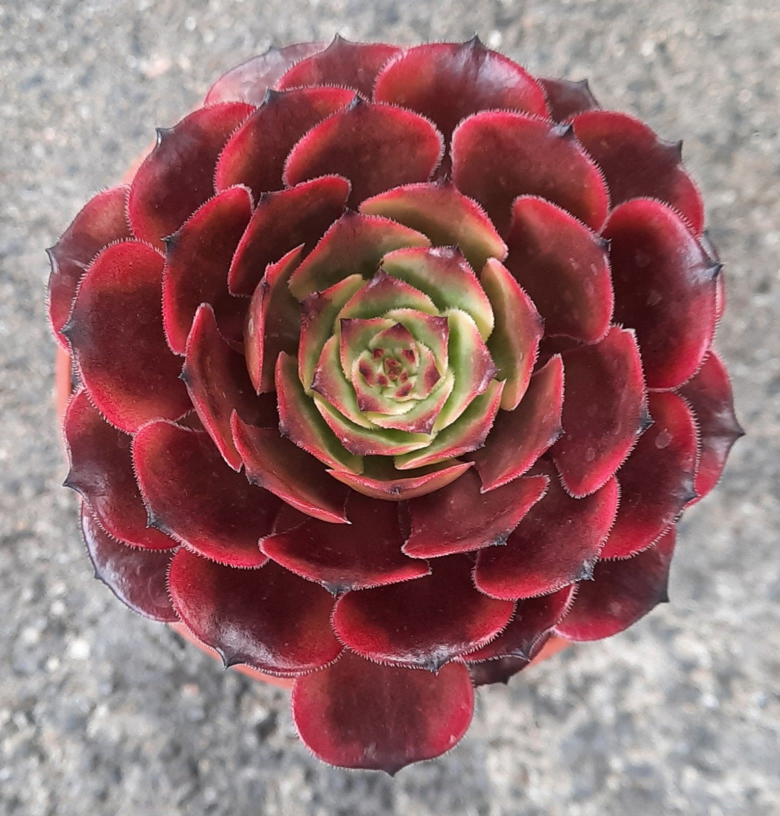 Aeonium Fireworks, Vetplant, Minder dan 100 cm, Groene kamerplant, Halfschaduw