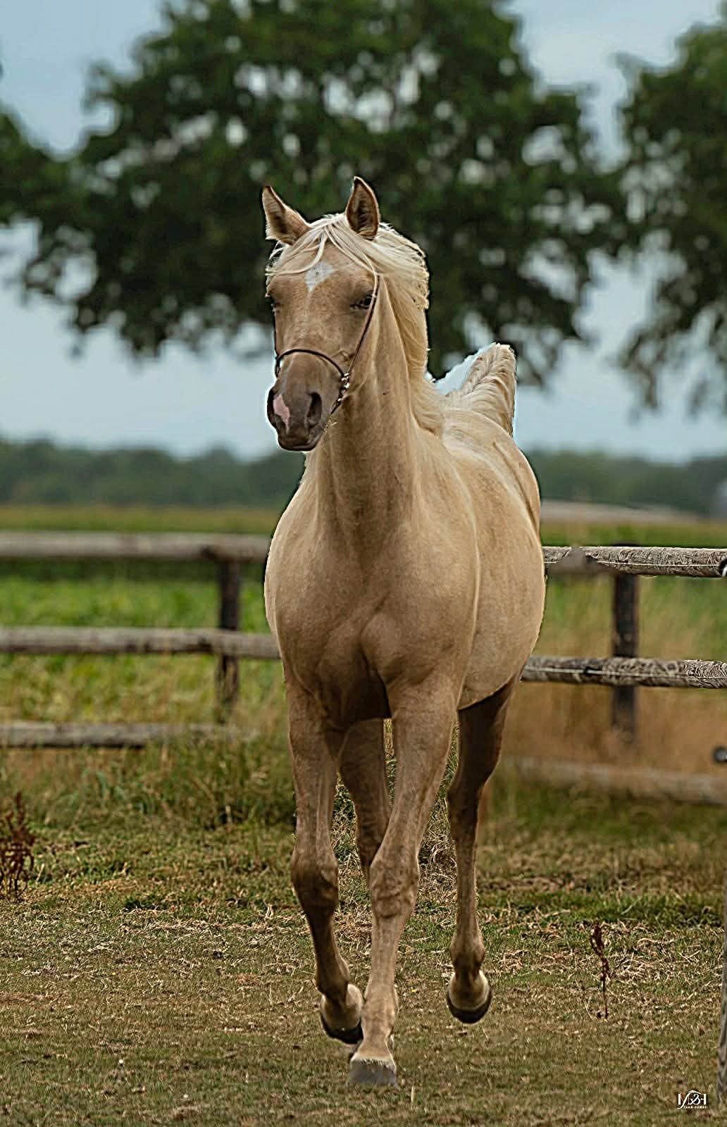 Prachtige palomino foundation Quarab merrie te koop, Merrie, Met stamboom, Niet van toepassing, Dressuurpaard