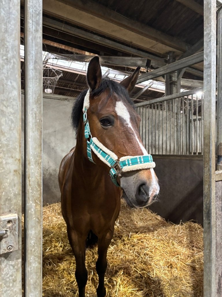 Halster, maat cob, Dieren en Toebehoren, Ophalen of Verzenden, Halster, Cob, Met bont