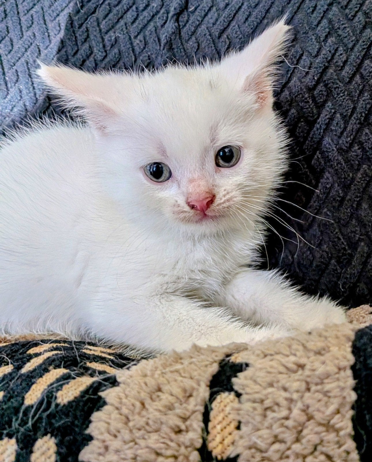 Nog 1 prachtige sociale kitten beschikbaar, Dieren en Toebehoren, Meerdere dieren