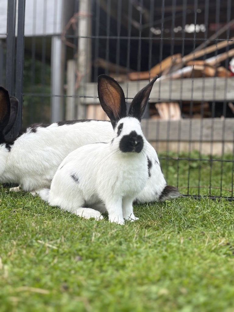 Lotharinger Groot Ram, Mannelijk, Groot, 0 tot 2 jaar