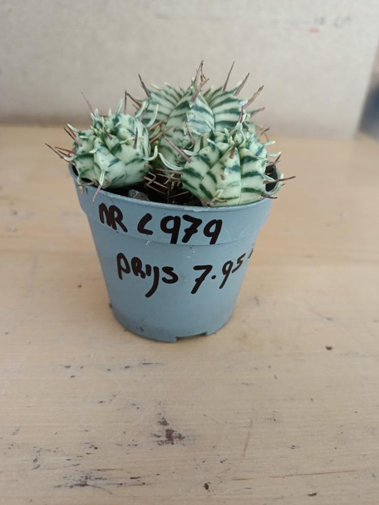 Euphorbia melo formid variegata potmaat 6.5 nummer c979, Ophalen of Verzenden, Halfschaduw, Minder dan 100 cm