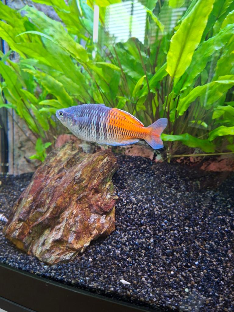 Ruilen voor guppen, platy's  of zwaarddragers, Dieren en Toebehoren, Vis