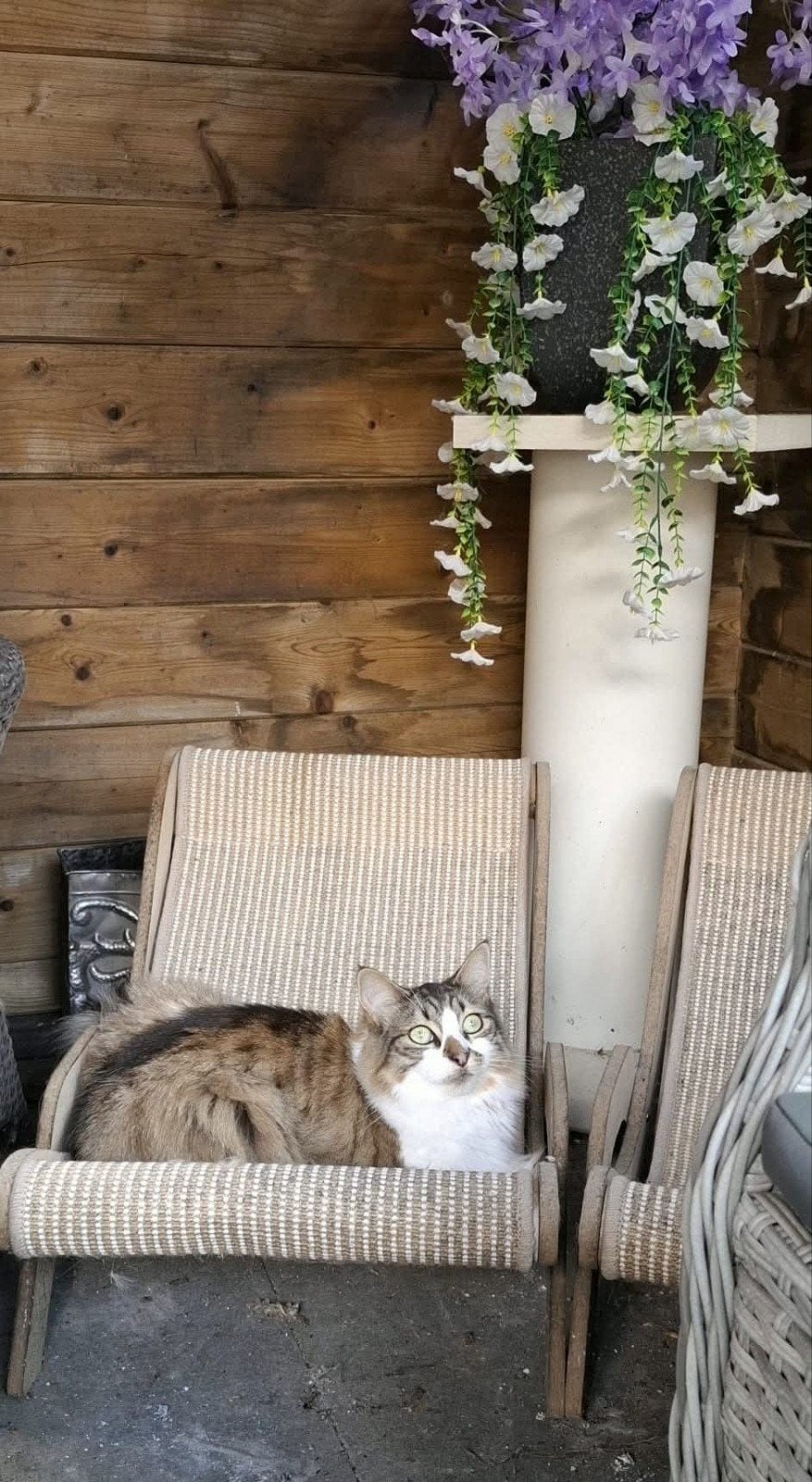 Poes,gesteriliseerd,heel erg lief en aanhankelijk is te koop, Poes, Langharig, 3 tot 5 jaar