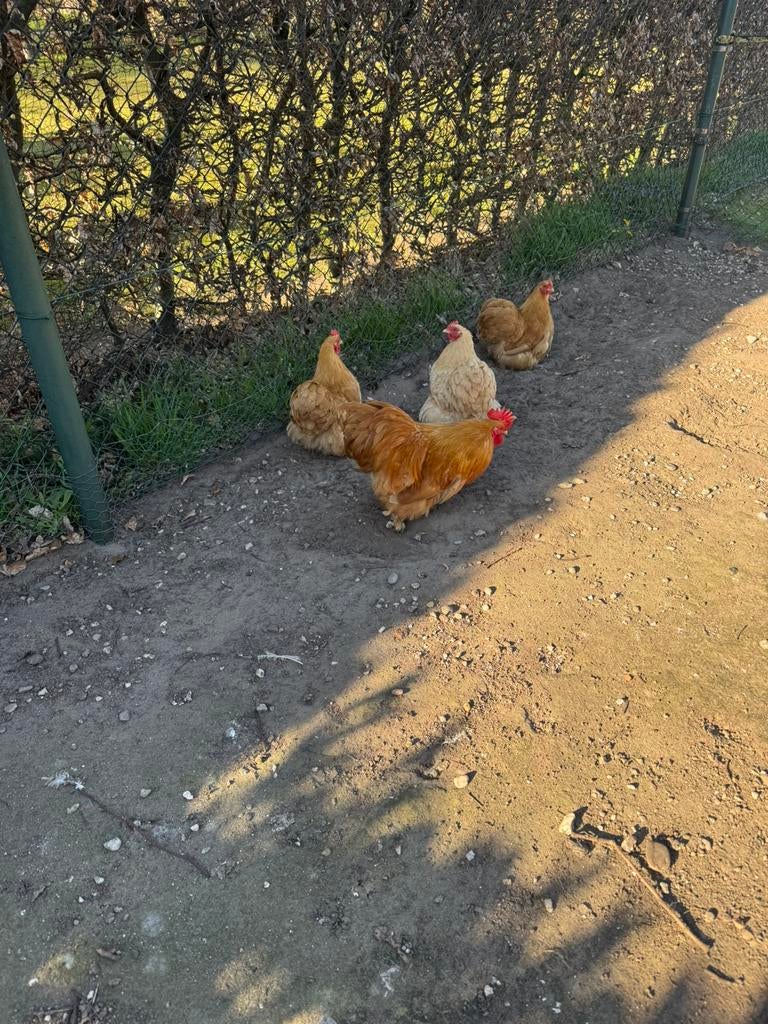 3 hennen + 1 haan cochin kriel buff, Dieren en Toebehoren, Pluimvee, Meerdere dieren, Kip