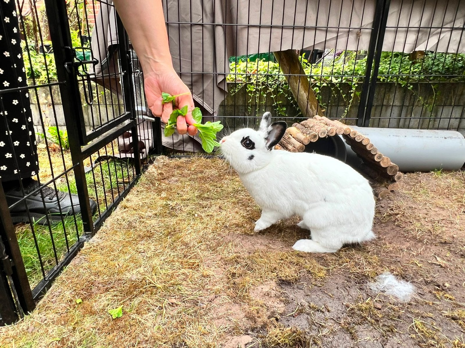 2 leuke konijnen, Dieren en Toebehoren, Konijnen, Mannelijk, Klein, 0 tot 2 jaar