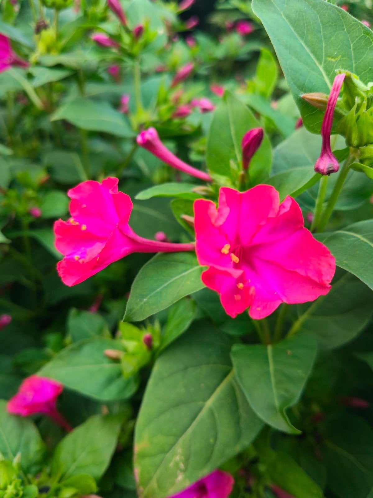Mirabilis Jalapa Zaden - Felroze Nachtschone (Fuchsia), Ophalen of Verzenden