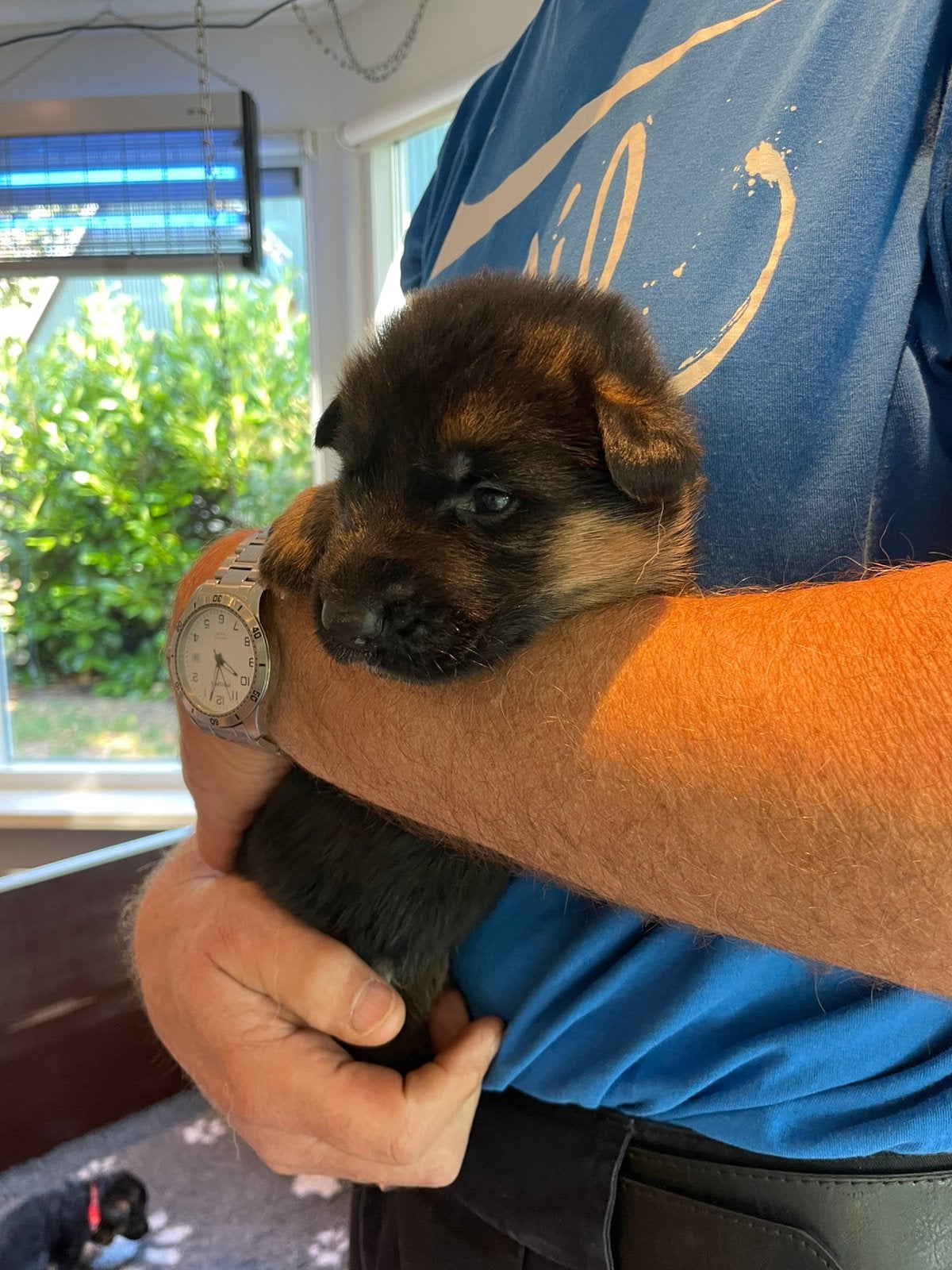 Nog 2 mooie Duitse Herder pups met stamboom, Dieren en Toebehoren, Honden | Herdershonden en Veedrijvers, Parvo, 8 tot 15 weken