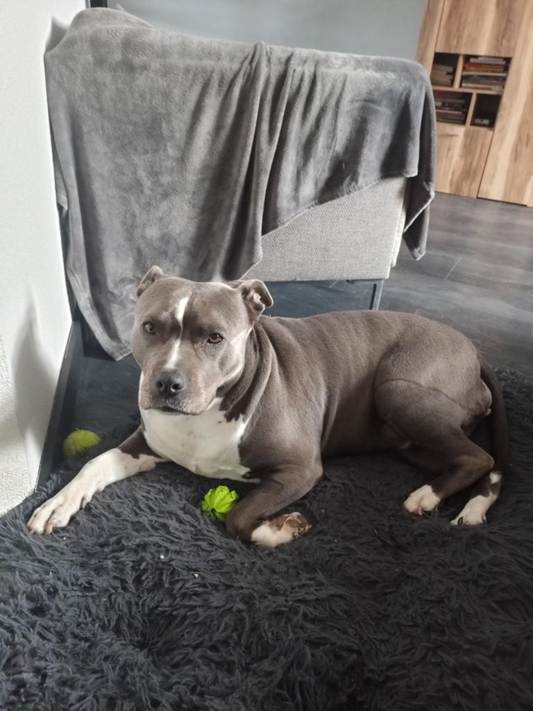 Amerikaanse Stafford hond Luca herplaatsing particulier, Dieren en Toebehoren, Honden | Jack Russells en Terriërs, Teef, Particulier