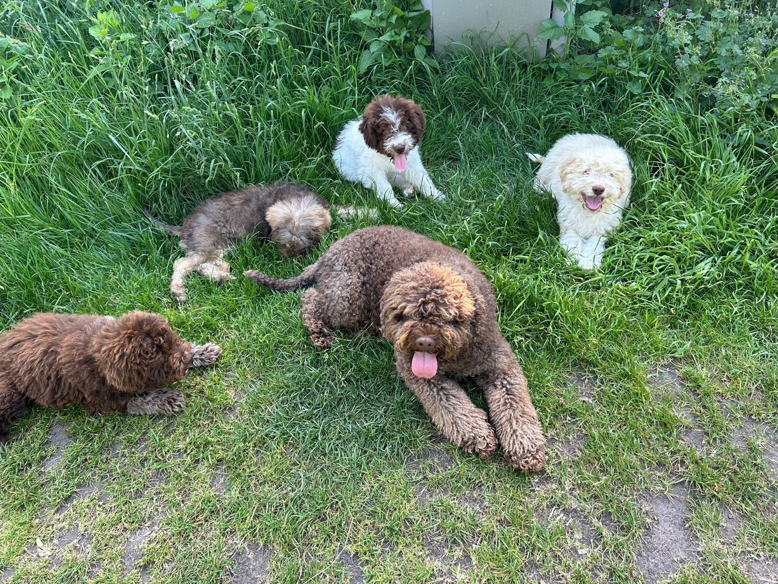 Lagotto romagnolo pups, Parvo, Overige rassen, 8 tot 15 weken, Meerdere