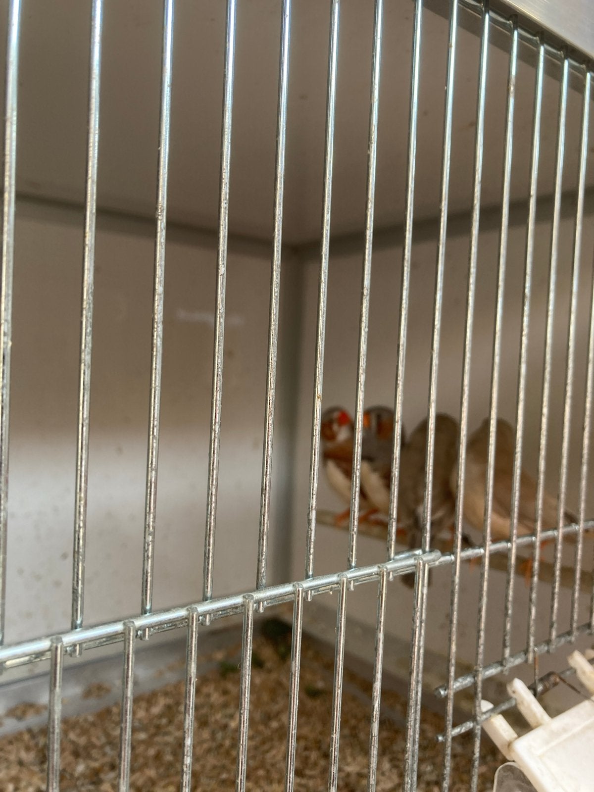 Koppel oranjeborst zebravinken met twee jongen., Dieren en Toebehoren, Meerdere dieren