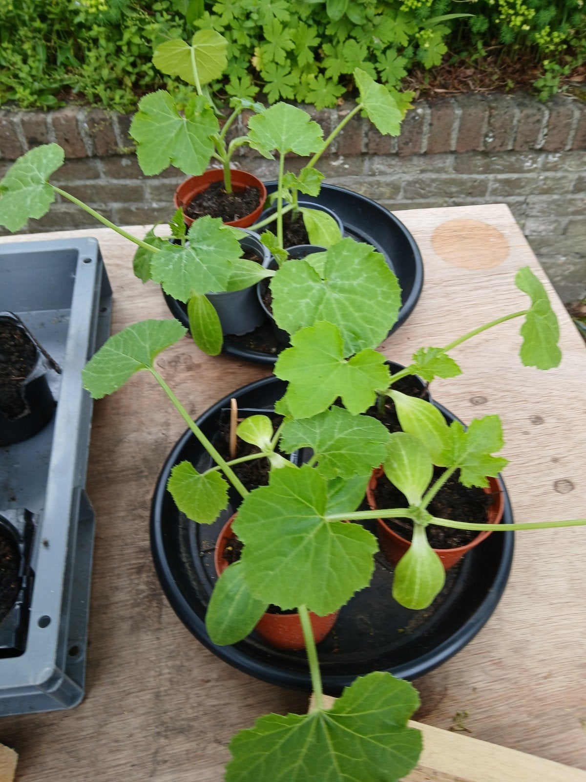 Moestuin planten tomaat komkommer pompoen peper, Tuin en Terras, Ophalen, Eenjarig, Groenteplanten, Volle zon