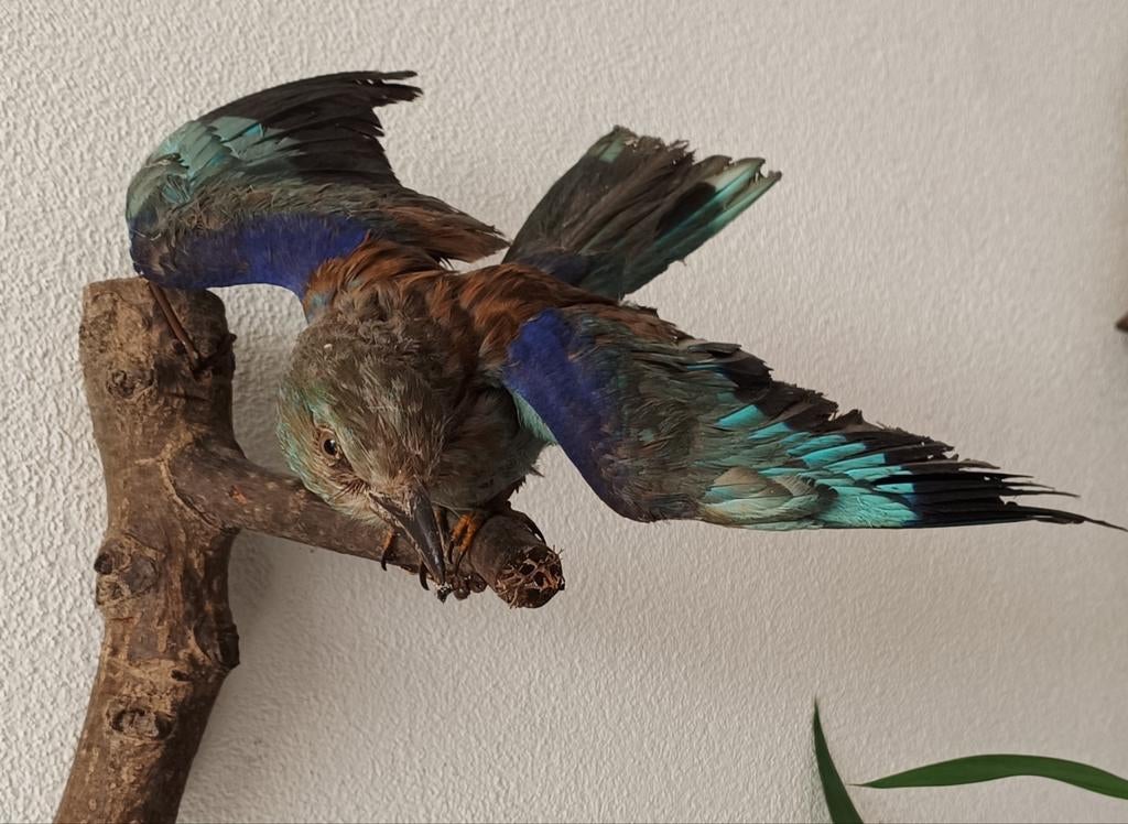 Antieke Opgezette Scharrelaar - Prachtige Taxidermie Vogel, Ophalen of Verzenden, Nieuw, Vogel, Opgezet dier
