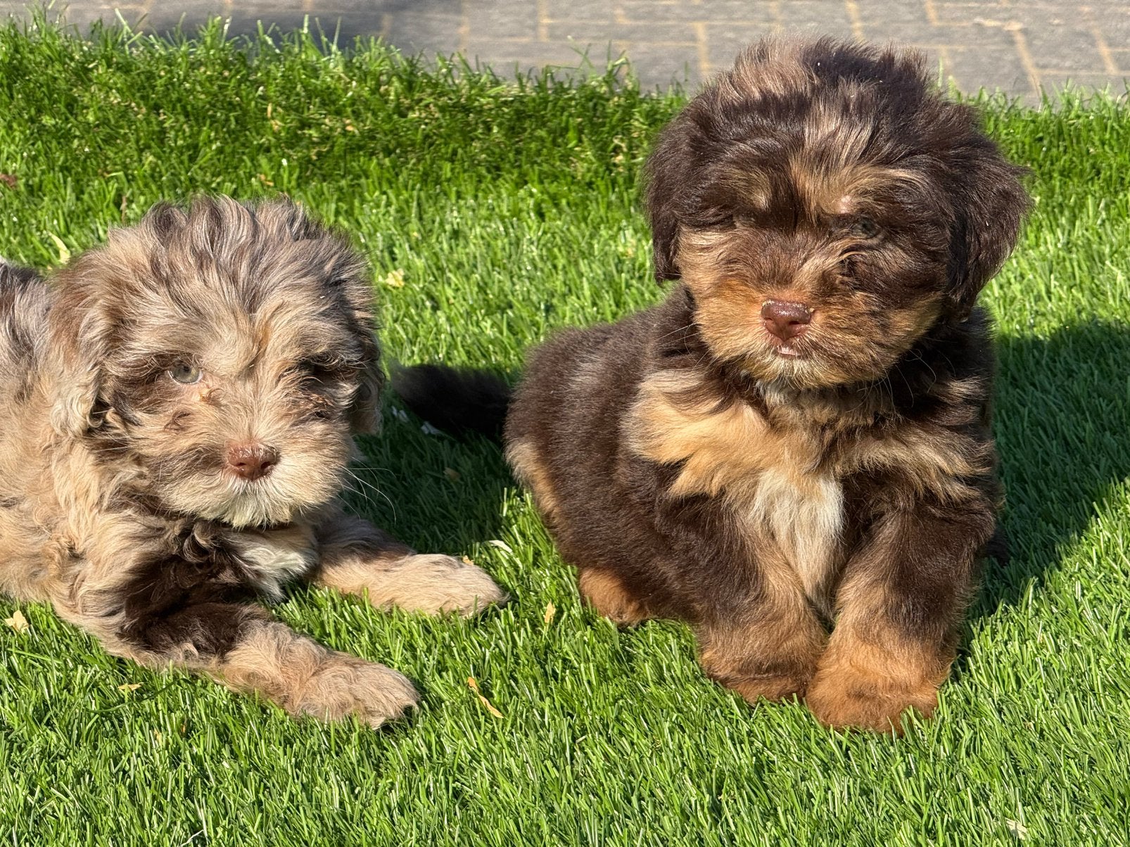 Boomer maltezer poedel shih tzu maltipoo pups, Dieren en Toebehoren, Parvo, Nederland, Overige rassen, 8 tot 15 weken