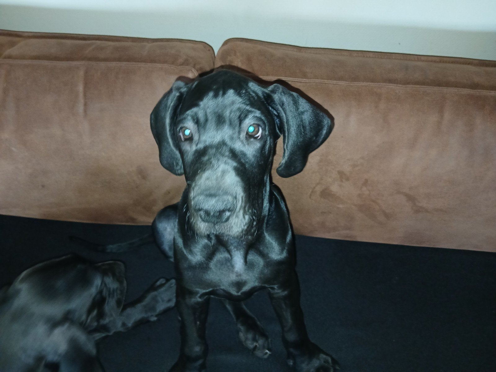 duitse dog pup, Dieren en Toebehoren, Overige rassen, CDV (hondenziekte), 8 tot 15 weken, Teef