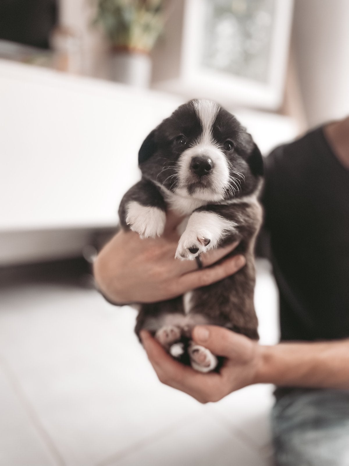 Welsh Corgi pup‘s, Fokker | Hobbymatig, Overige rassen, 8 tot 15 weken, Buitenland