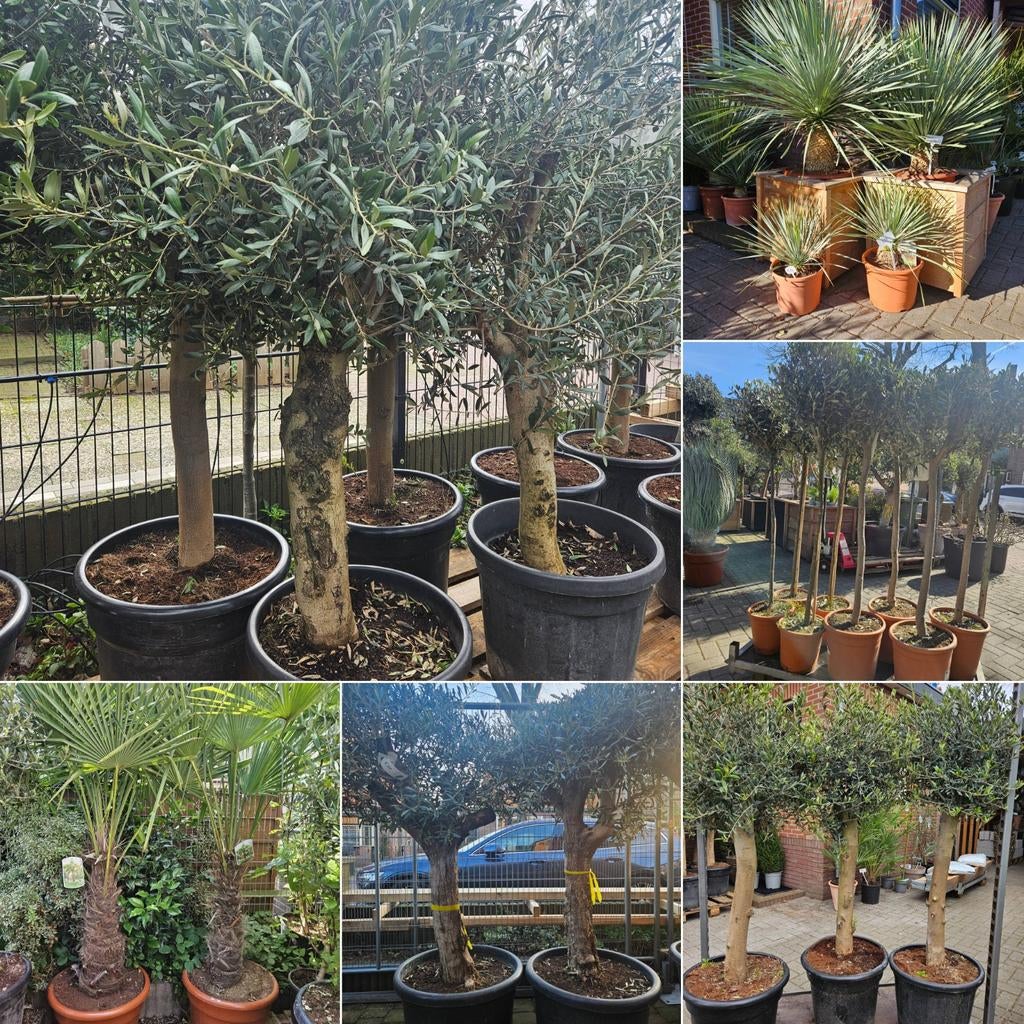 Olijfbomen | Palmbomen | Vijgbomen | Oleander, Tuin en Terras, Planten | Bomen, Volle zon, Ophalen of Verzenden, 100 tot 250 cm