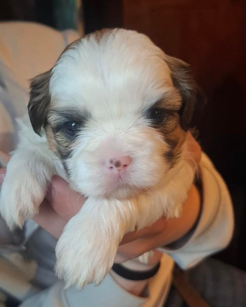 Nog 1 shi-tzu teefje, Dieren en Toebehoren, Honden | Jack Russells en Terriërs, Overige rassen, 8 tot 15 weken, Teef, Parvo