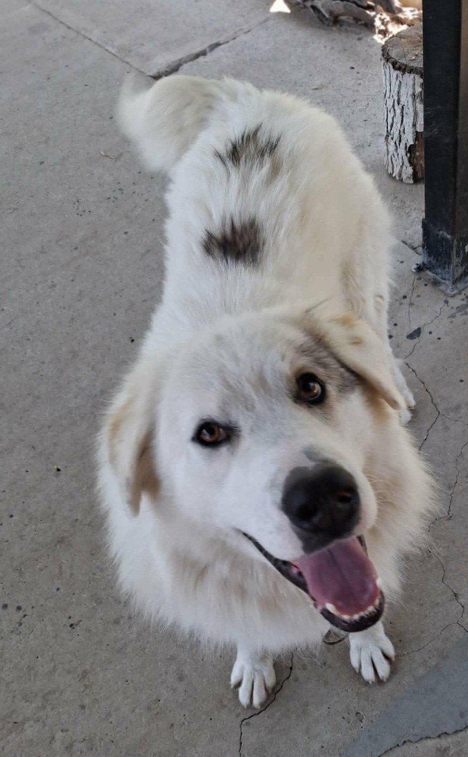 Wij zoeken mensen die honden uit Roemenië willen trainen om, Particulier, 1 tot 2 jaar, Buitenland, Teef