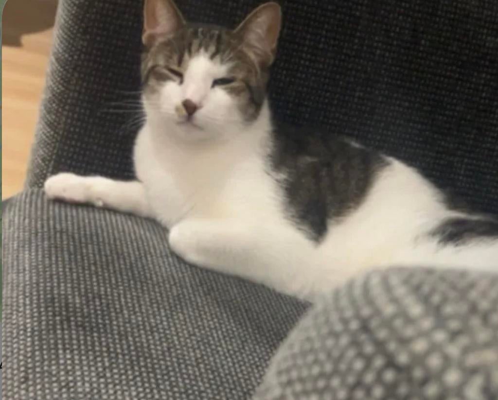 Vermist kat!! Help alsjeblieft!!!, Kat