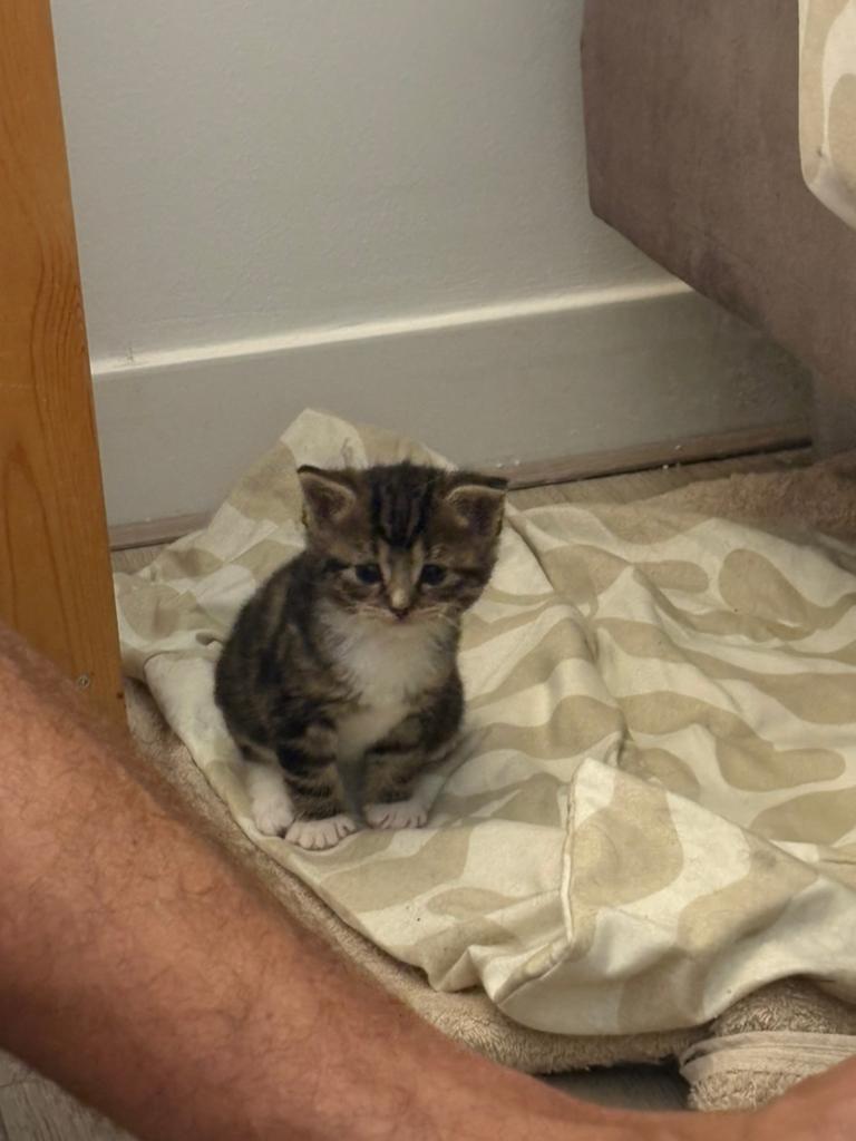Kittens, Dieren en Toebehoren, Katten en Kittens | Raskatten | Korthaar, Poes