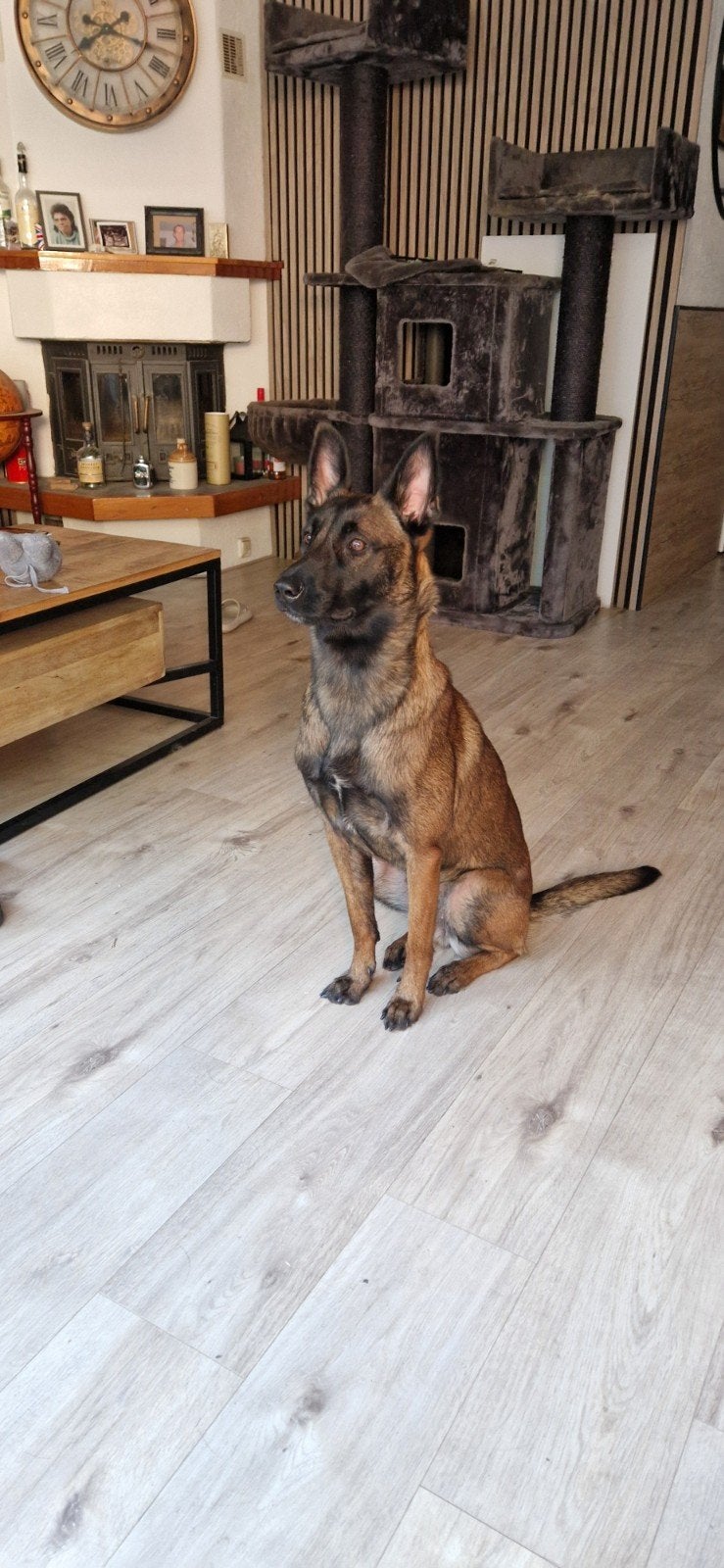 Mechelse Herder Teef, Dieren en Toebehoren, 1 tot 2 jaar, Teef, Eén hond, Nederland