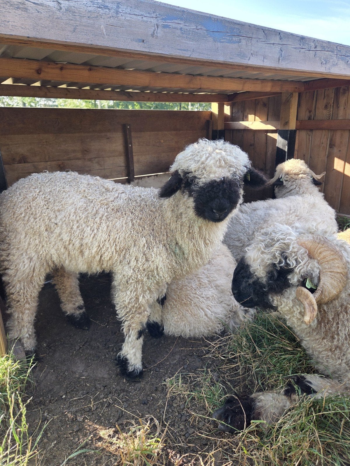 Walliser-schwarznase schapen, Meerdere dieren, Schaap, 0 tot 2 jaar