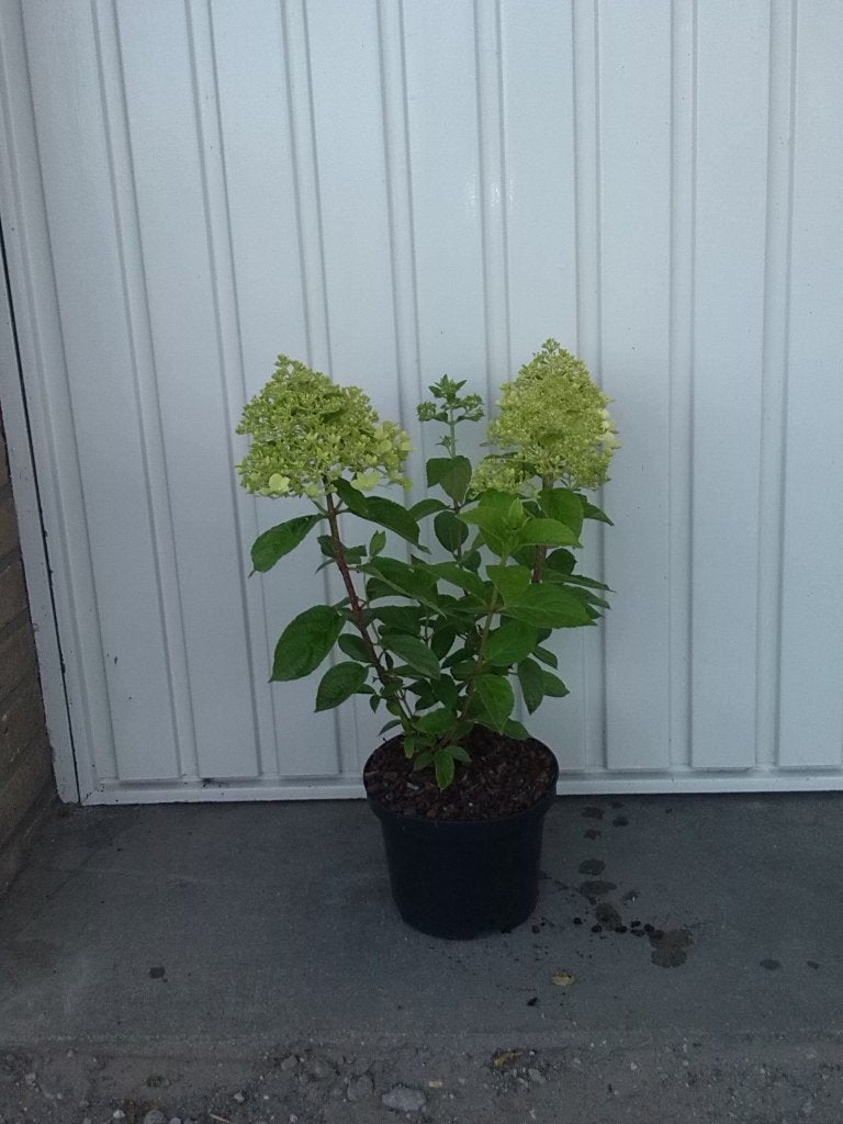 hydrangea paniculata limelight (pluim hortensia), Vaste plant, Halfschaduw, Zomer, Ophalen